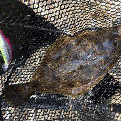 カマスとヒラメ